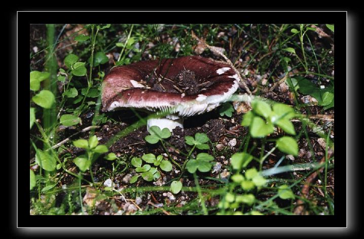 05-russula