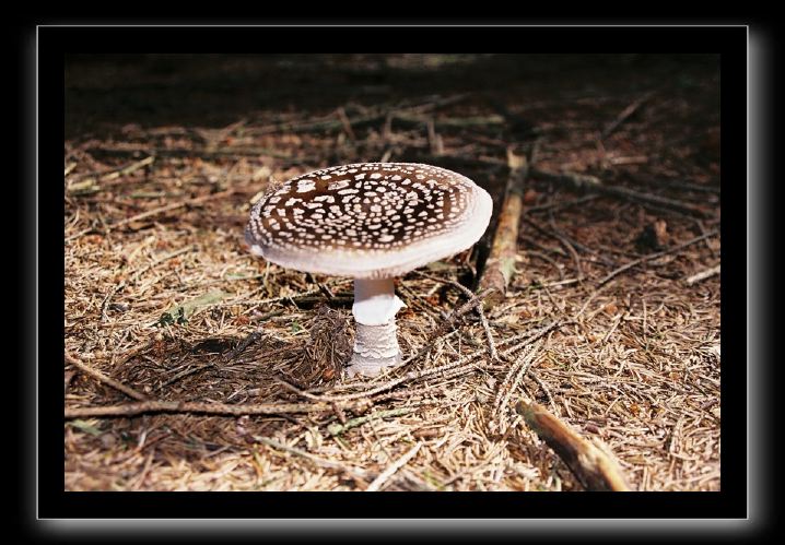 06-amanita