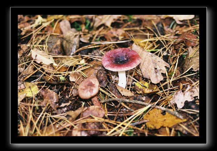 06-rode russula