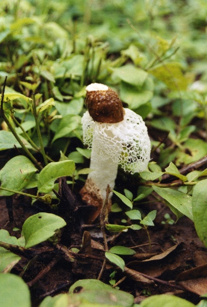 Phallus indusiatus, naturens erotik, Si Phan Don (Laos, 2002)