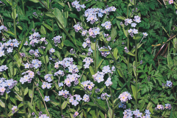 Unforgettable forget-me-nots