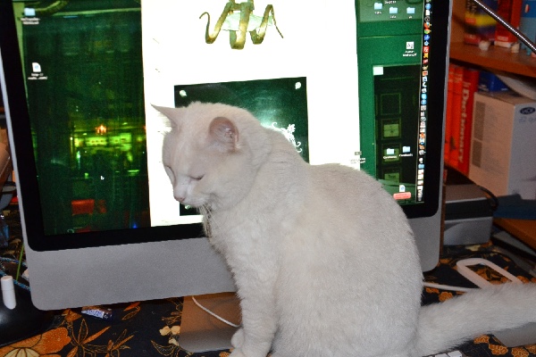 Zoentje, o gatinho informático