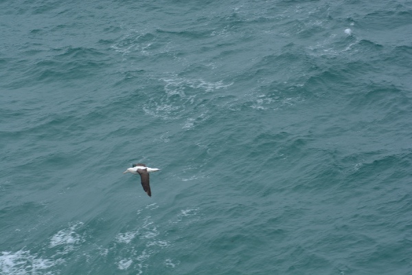 een albatros bij het puntje van het Otago schiereiland