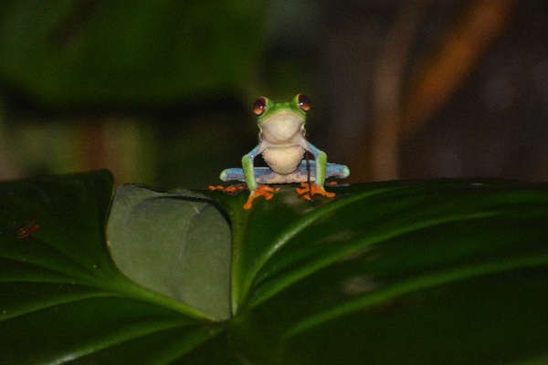 Træfrog søger en kompis, Sarapiquí (Costa Rica, 2016)