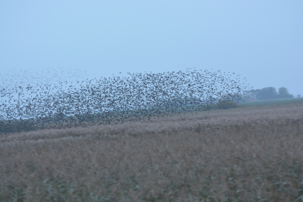 Black Sun: thousands of starlings