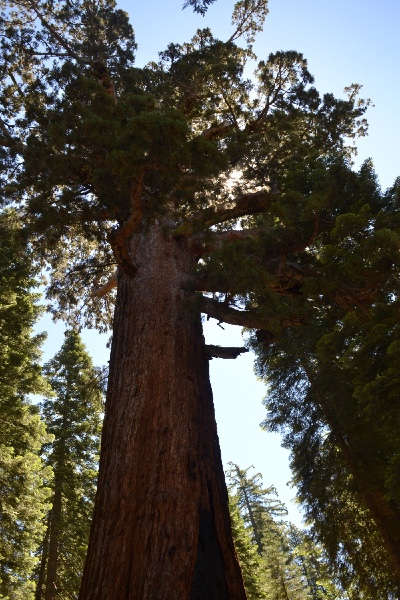 sequoia tree in Mariposa Valley (Yosemite)