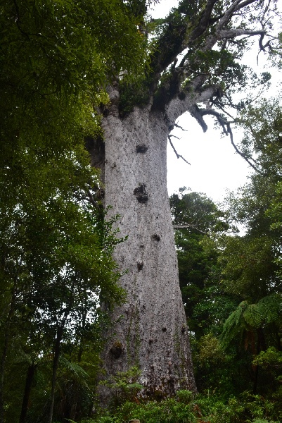 kauri tree Tane Mahuta in Waipoa Forest on N. Island (New Zealand)
