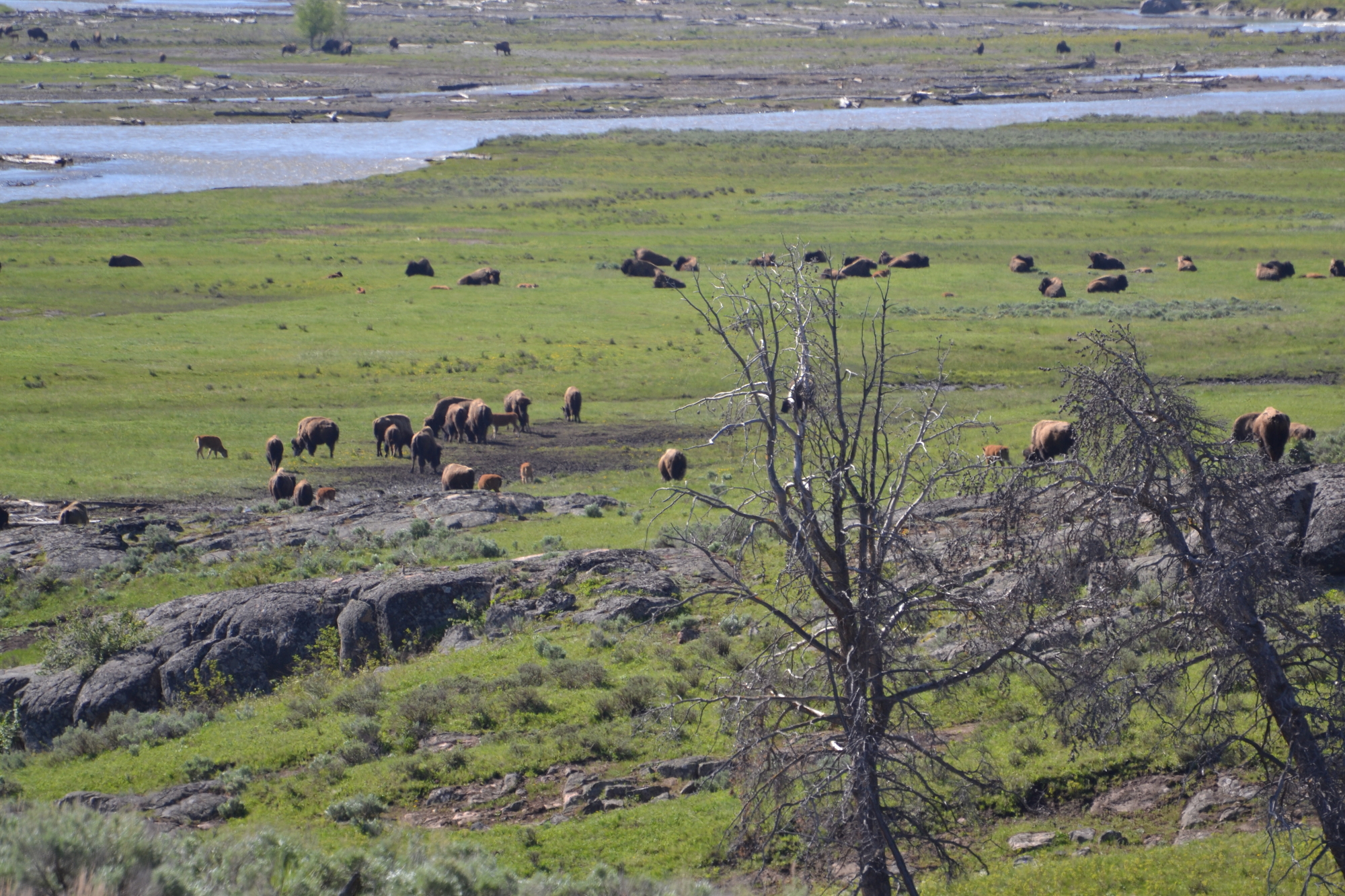 bisons in Lamar Valley