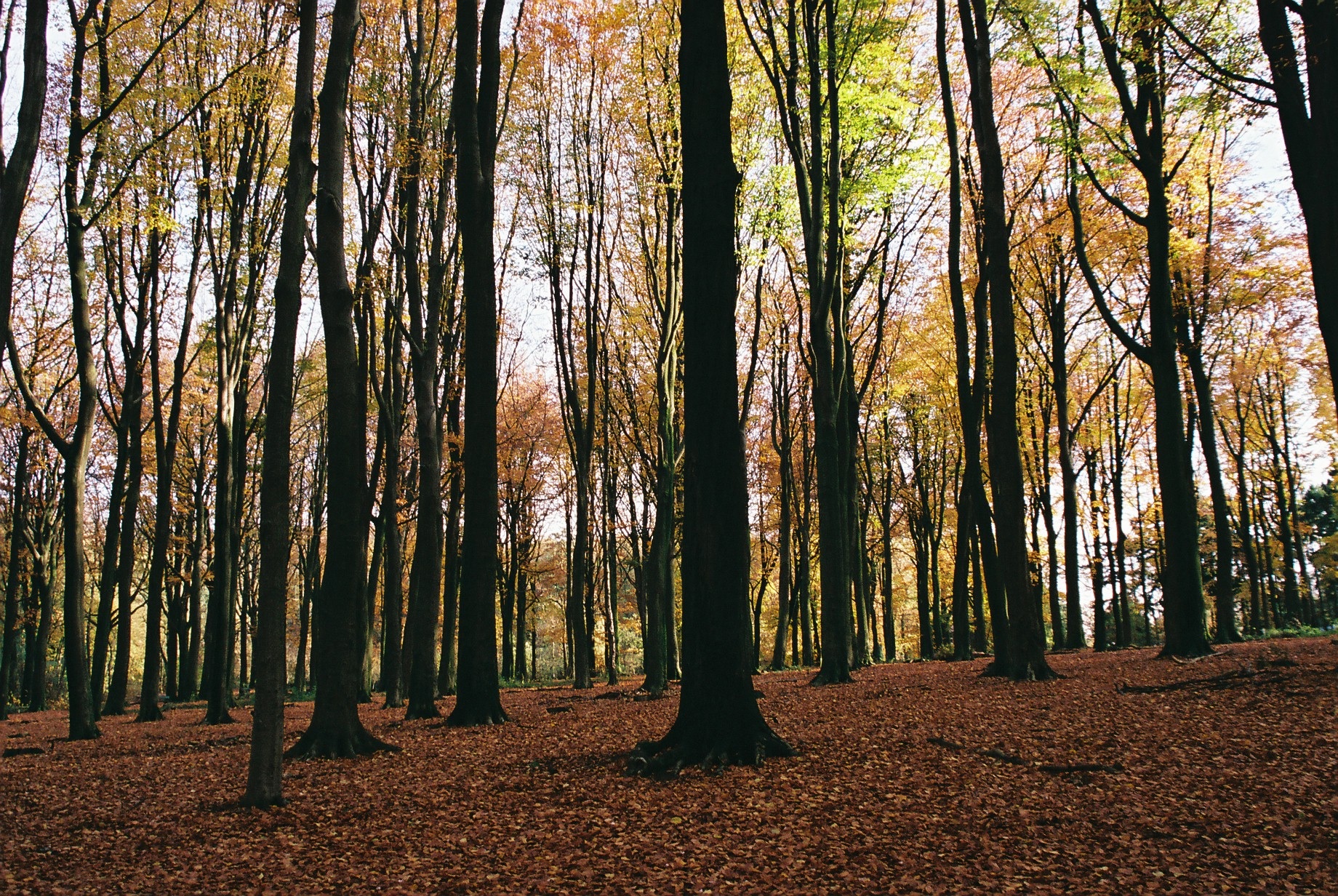 Trees keep growing towards the sun